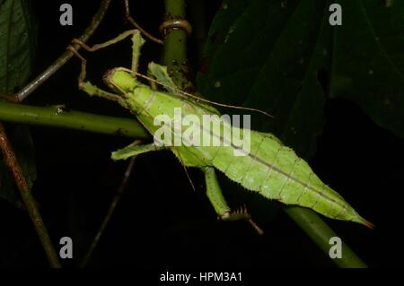 Une nymphe jungle malaise dans la végétation de la forêt tropicale, la nuit, l'Ulu Semenyih, Selangor, Malaisie Banque D'Images