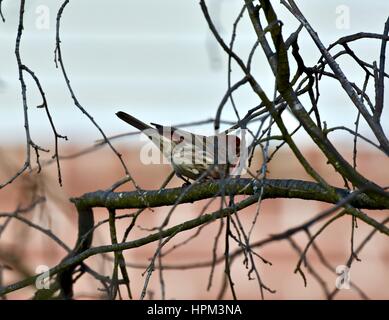 Un roselin pourpré (Haemorhous purpureus) perché sur une branche d'arbre Banque D'Images