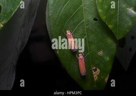 Une paire de cicadelle à bout noir (Bothrogonia ferruginea) sur une feuille dans la nuit dans la forêt tropicale à Ulu Semenyih, Selangor, Malaisie Banque D'Images