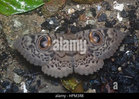 Le Owl (Erebus macrops) sur le sol de la forêt tropicale, la nuit, l'Ulu Semenyih, Selangor, Malaisie Banque D'Images