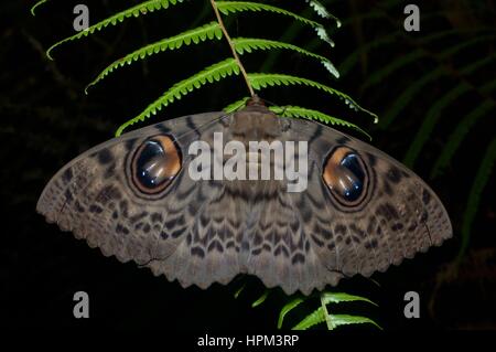 Le Owl (Erebus macrops) sur une fougère dans la forêt pluviale la nuit dans Fraser's Hill, Pahang, Malaisie Banque D'Images