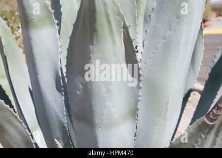 Extreme close up des feuilles d'un agave Banque D'Images