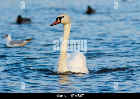 Belle piscine cygne muet sur l'eau bleue ( Cygnus olor ) Banque D'Images