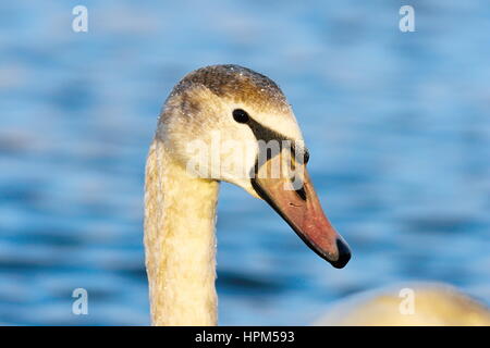 Magnifique portrait de cygne muet sur fond bleu n'est pas mise au point ( Cygnus olor ) Banque D'Images