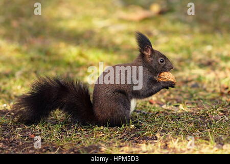 La faim de l'écureuil mignon park manger noyer sur le terrain (Sciurus vulgaris ) Banque D'Images