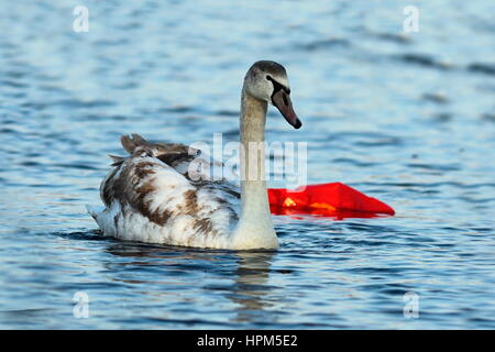 Cygne tuberculé juvénile sur une rivière polluée ( Cygnus olor ) ; Cette section de la rivière est affectée par la pollution, l'eau oiseaux viennent ici pour Banque D'Images