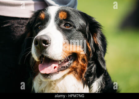 Chien de ferme bernois Berner Sennenhund Close Up. Portrait de chien bouvier bernois, Berner Sennenhund, Oberland chien de bétail Banque D'Images