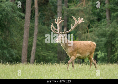 Un cerf en velours de jeu marchant dans un pré. Cervus elaphus. Un cerf rouge pendant la saison des amours Banque D'Images