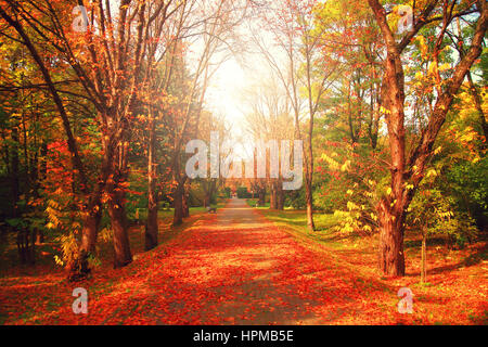 Alley avec feuilles rouges en automne parc sur une journée ensoleillée Banque D'Images