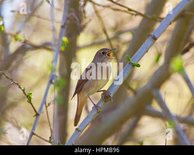 Luscinia megarhynchos Nightingale en chanson sur un territoire Banque D'Images