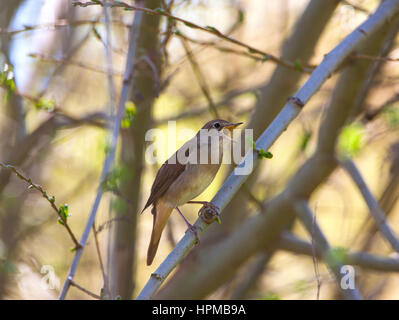 Luscinia megarhynchos Nightingale en chanson sur un territoire Banque D'Images