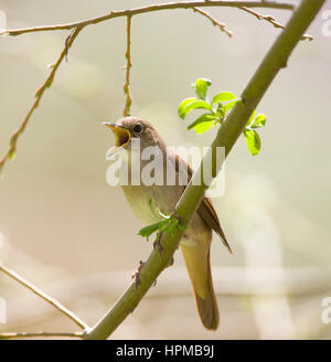 Luscinia megarhynchos Nightingale en chanson sur un territoire Banque D'Images