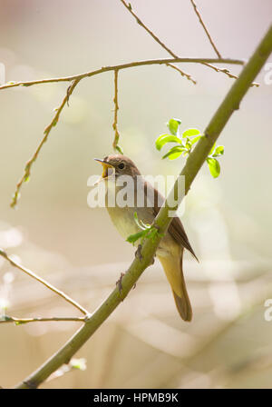 Luscinia megarhynchos Nightingale en chanson sur un territoire Banque D'Images