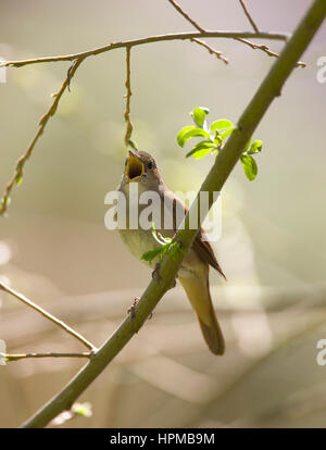 Luscinia megarhynchos Nightingale en chanson sur un territoire Banque D'Images