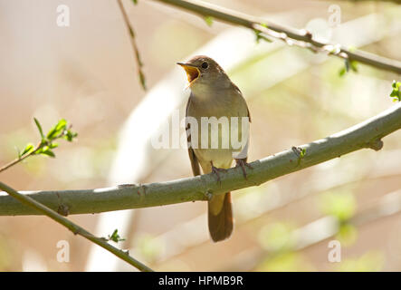 Luscinia megarhynchos Nightingale en chanson sur un territoire Banque D'Images