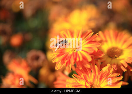 Bee gathering pollen sur fleur jaune on meadow Banque D'Images