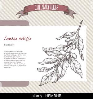 Aka Laurus nobilis laurier vector croquis. Herbes culinaires collection. Illustration de Vecteur