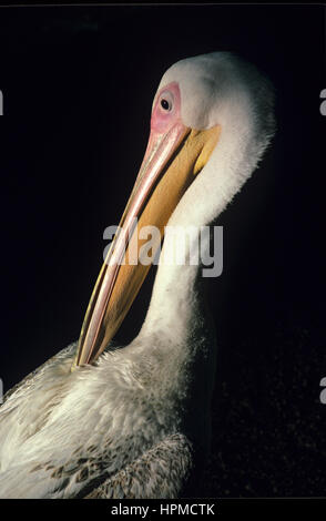 Grande, Pelecanus onocrotalus, Lissage Banque D'Images