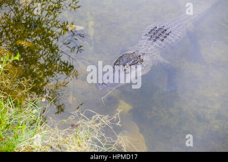 Ochopee, USA - 11 MAI 2015 : alligator qui rôdent sur les berges. L'animal est proche sous la surface de l'eau, les yeux sont au-dessus de l'eau. Banque D'Images