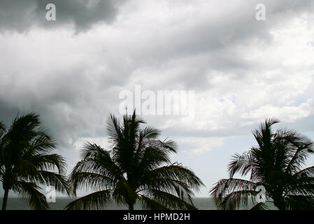 Des nuages orageux dans le ciel au-dessus du golfe du Mexique à Fort Myers Beach, dans l'avant-plan quelques palmiers. Banque D'Images