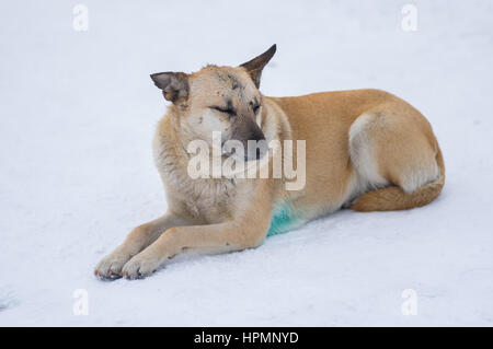 Mignon chien errant race mélangée avec des cicatrices sur le museau allongé sur un snow Banque D'Images