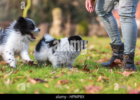 Photo de deux chiots d'Elo en plein air bagarre Banque D'Images