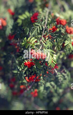 Prunus serotina fruits rouges les brindilles, clusters sag sur arbre et feuilles vertes de la culture d'espèces végétales en Pologne. Banque D'Images