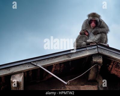 Iwatayama MONKEY AU SEIN à Parc du singe, Kyoto, Japon Banque D'Images