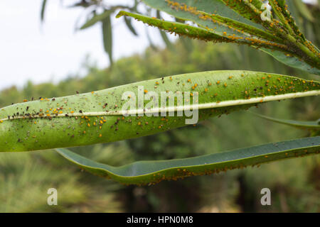 Les feuilles de laurier-rose, couverte avec l'échelle des insectes. Cochenille farineuse. Infestation épais, jardin Banque D'Images
