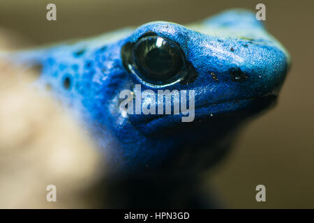 Blue poison dart frog (Dendrobates tinctorius azureus). Chef de l'aka amphibiens blue poison arrow frog, originaire de Suriname, au sein de la famille des Dendrobatidae Banque D'Images