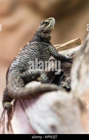 Lézard épineux bleu (Sceloporus serrifer cyanogenys). Dans la famille des reptiles Phrynosomatidae, aka fence lizard, originaire du Mexique et du sud de l'USA Banque D'Images