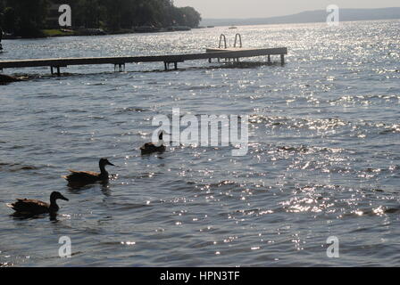 Trois canards sur un lac Banque D'Images