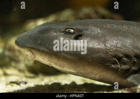 Brownbanded requin bambou (Chiloscyllium punctatum) tête. Les poissons adultes alias roussette, dans la famille, et l'œil Hemiscylliidae montrant ses barbillons Banque D'Images