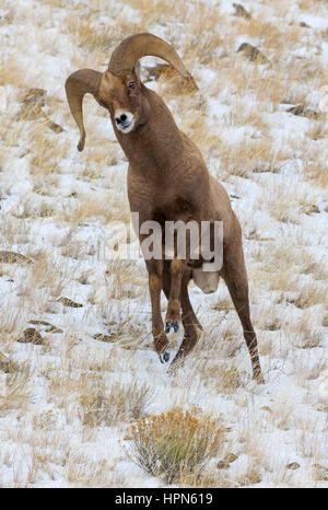 Ram de mouflons en mode tête butting strke pour pendant le rut en automne Banque D'Images