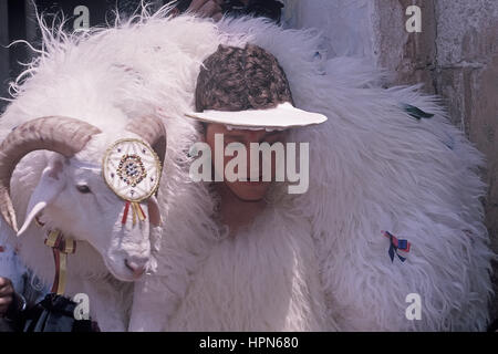 Boy carrying vivant moutons pendant festival célébré sur St.John Festival, Ciutadella, Minorque, Iles Baléares, Espagne, Europe Banque D'Images