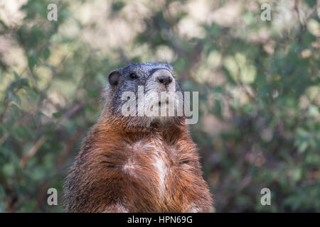 Portrait de marmottes à ventre jaune de la tête et la poitrine Banque D'Images