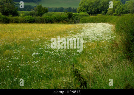 Camomille matricaire inodore, Tripleurospermum inodorum au bord d'un champ cultivé Banque D'Images