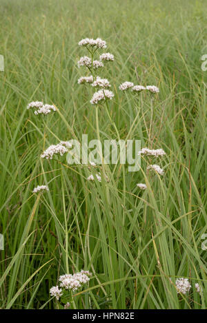 La valériane, Valeriana officinalis commune dans des roseaux à Llangorse Banque D'Images