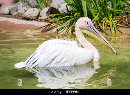 SAN DIEGO, USA - Mai 29, 2015 : Great white pelican nageant dans un étang dans le Zoo de San Diego. Banque D'Images