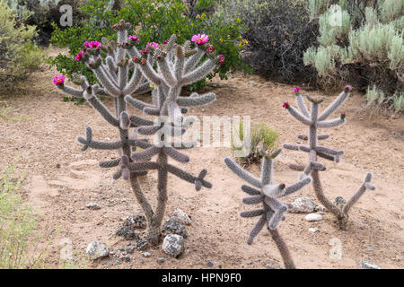 Cane Cholla Cactus (saut) en fleurs Banque D'Images