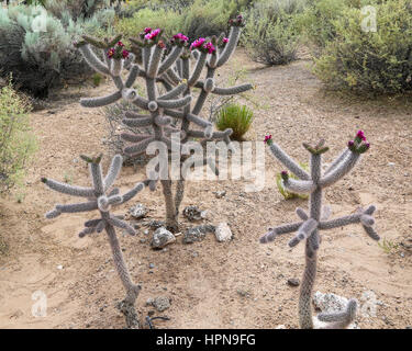 Cane Cholla Cactus (saut) en fleurs Banque D'Images