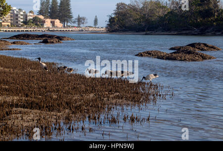 L'hôtel Ibis d'oiseaux. L'Ibis sont un groupe de longues jambes d'échassiers de la famille des Threskiornithidae, qui vivent dans les zones humides, les forêts et les plaines. Banque D'Images