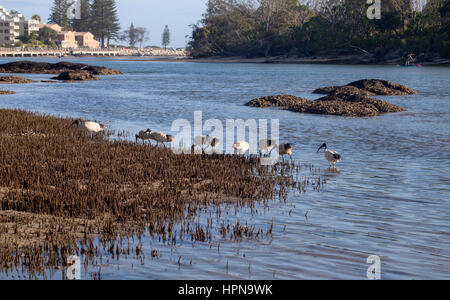 L'hôtel Ibis d'oiseaux. L'Ibis sont un groupe de longues jambes d'échassiers de la famille des Threskiornithidae, qui vivent dans les zones humides, les forêts et les plaines. Banque D'Images