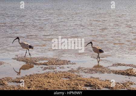L'Ibis. L'ibis sont un groupe de longues jambes d'échassiers de la famille des Threskiornithidae, qui vivent dans les zones humides, les forêts et les plaines. Banque D'Images