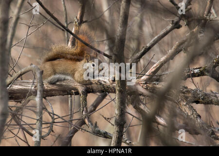 Écureuil roux Banque D'Images