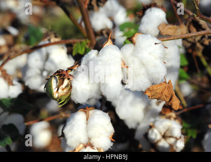 Libre de droit montre un coton boll encore dans l'œuf. Il commence à s'ouvrir. Fruits de coton a aussi des plantes à maturité. Banque D'Images