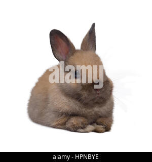 Bébé lapin nain néerlandais squat sur fond blanc. Banque D'Images