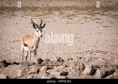 Grand Kalahari springbuck (Antidorcas marsupialis) à la recherche de danger près de l'eau Banque D'Images