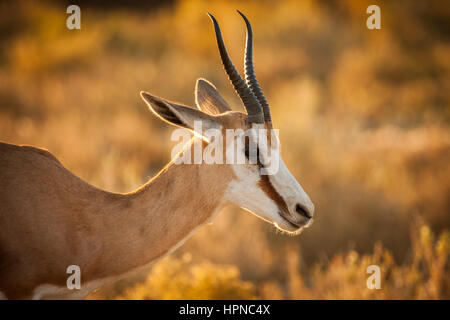 Springbok femelle ( marsupiallis Antidorcas) dans la belle lumière dorée Banque D'Images