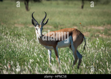 Le Springbok (Antidorcas marsupialis ) dans un livre vert en regardant un papillon du Kalahari Banque D'Images